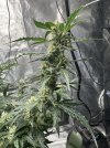 IMG_7229.jpeg