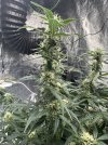 IMG_7228.jpeg
