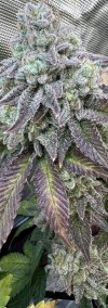 IMG_0500.jpeg