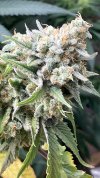 IMG_0203.jpeg