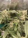 IMG_9523.jpeg