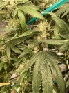 IMG_9526.jpeg