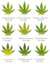 earlysignsofnutrientdefeciencyincannabisplant_edited_1727313910953.jpg