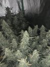 IMG_1045.jpeg