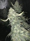IMG_1048.jpeg