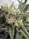 IMG_1300.jpeg