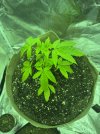 IMG_3062.jpeg