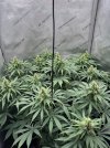 IMG_1767.jpeg