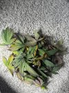 IMG_0437.jpeg