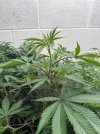 IMG_5561.jpeg