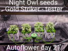 Goldstriker autoflowers - Day 21 in the 2x4 tent.png