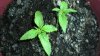 plants 001.jpg