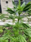 IMG_0202.jpeg