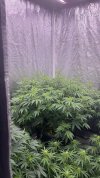 IMG_4448.jpeg