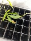 IMG_0754.jpeg