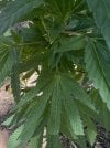 IMG_6457.jpeg