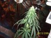 Johnny Sativa.jpg