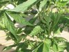 Marijuana plant 02.jpg