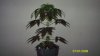 Picture 003.jpg