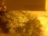 canopy light.jpg