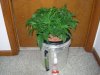 flowering first dwc 001.jpg