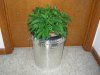 flowering first dwc 002.jpg