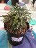 Day 27 from Seed Pot 2.jpg