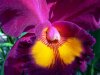 Orchid55B.jpg