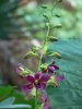 Orchid purple.jpg