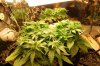dopewear-albums-new-cab-grow-picture93281-dsc-4919.jpg
