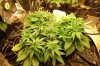 dopewear-albums-new-cab-grow-picture93282-dsc-4920.jpg