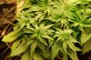 dopewear-albums-new-cab-grow-picture93285-dsc-4923.jpg
