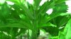 Roll it up 010.jpg