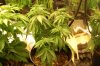 dopewear-albums-new-cab-grow-picture94597-dsc-4926.jpg
