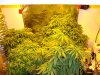 hwy420-albums-g-room-continued-picture96094-ffof-organic-soil-clones-cutlingd.jpg