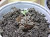 BYS 1-4, five days from seed 004.jpg