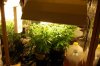 dopewear-albums-new-cab-grow-picture97343-dsc-4936.jpg