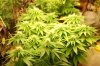 dopewear-albums-new-cab-grow-picture97344-dsc-4937.jpg