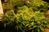 dopewear-albums-new-cab-grow-picture98745-dsc-4961.jpg