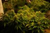 dopewear-albums-new-cab-grow-picture98746-dsc-4962.jpg
