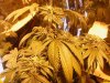 rollitup3.JPG