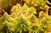 dopewear-albums-new-cab-grow-picture100945-dsc-4967.jpg