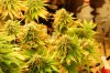 dopewear-albums-new-cab-grow-picture100946-dsc-4968.jpg