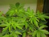 2010 grow #1 005.jpg