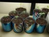 Sprouts-Day6.jpg