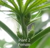 plant2a.jpg