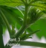 plant3a.jpg