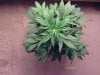 weed pics 6 029.jpg