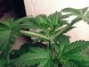 weed pics 8 034.jpg