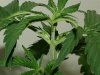 Budz 012.jpg